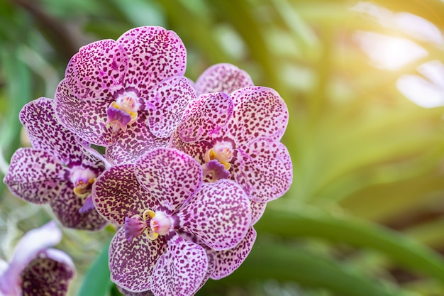 Orchideebloem in tuin bij de winter of de lentedag.