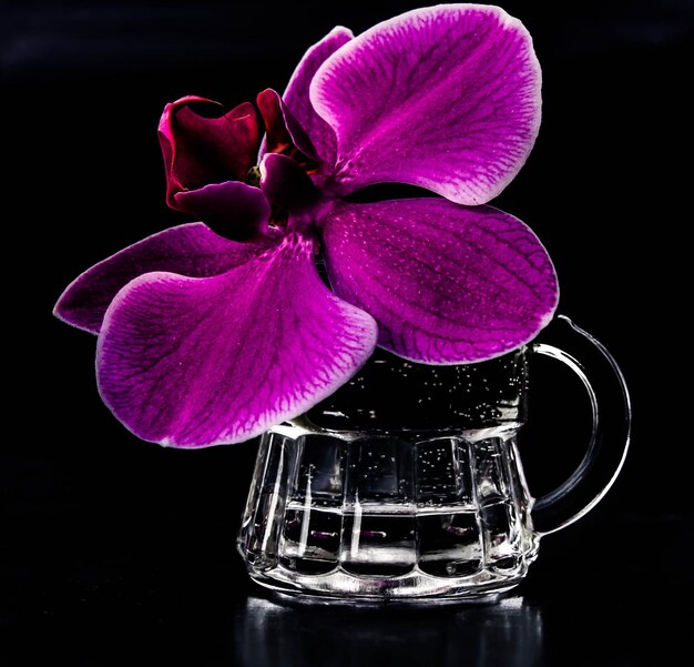 Orchideebloem op een donkere achtergrond