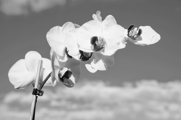 Orchideebloem wit op blauwe hemelachtergrond Phalaenopsis Orchideebloem Bloemenachtergrond