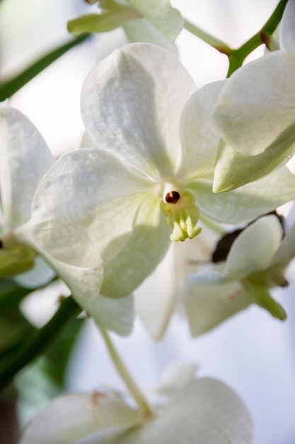 Orchideebloem wit Vanda Coerulea