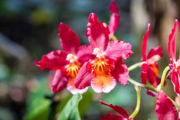 Orchideebloem zeldzame soorten