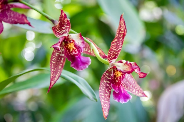 Orchideebloem zeldzame soorten