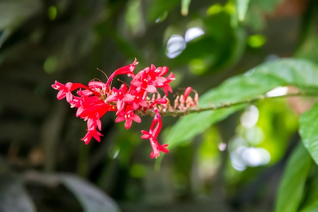 Orchideebloem zeldzame soorten