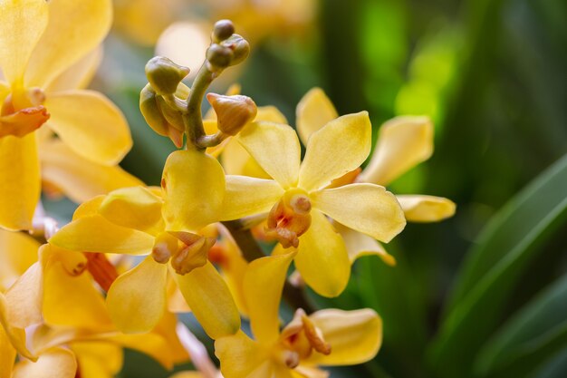 Orchideebloemen in de tuin. Mokara Orchidaceae