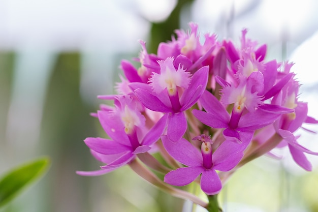 Orchideebloemen in de tuin op zonnige zomer- of lentedag.