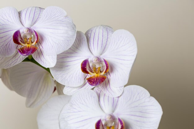 Orchideebloemen in roze en witte kleur op bruine achtergrond