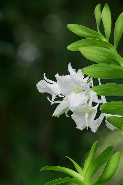 Orchideebloemen met prachtige kleuren.