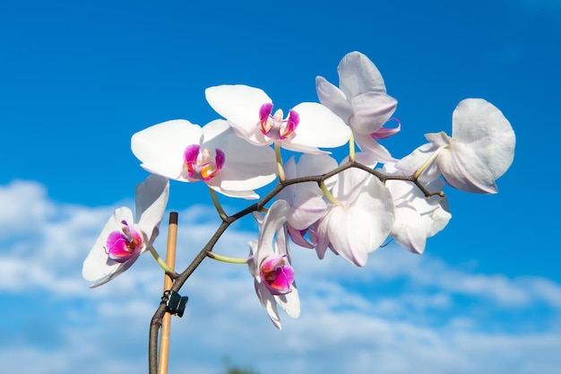 Orchideebloemwit op blauwe hemelachtergrond. Phalaenopsis orchidee bloem. Bloemen achtergrond.