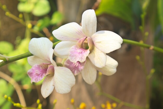 Orchideebloesem in tuin