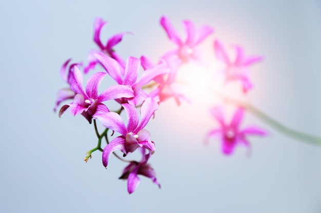 orchideeën bloem met lichte gloed