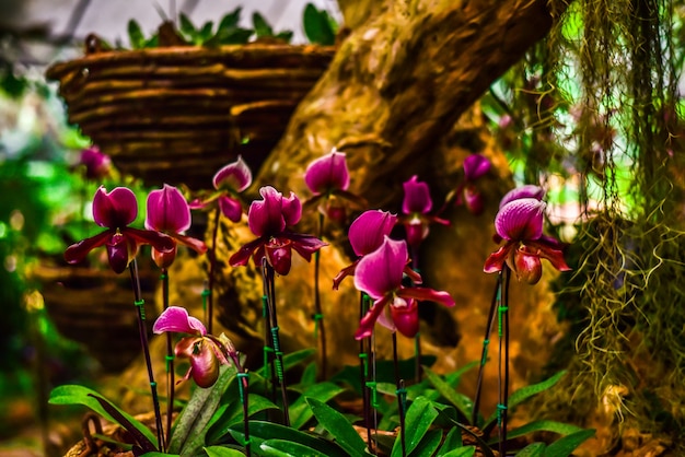 Orchideeën bloemen in de tuin