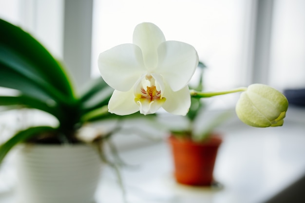 Orchideeën die op venster van comfortabel huis bloeien