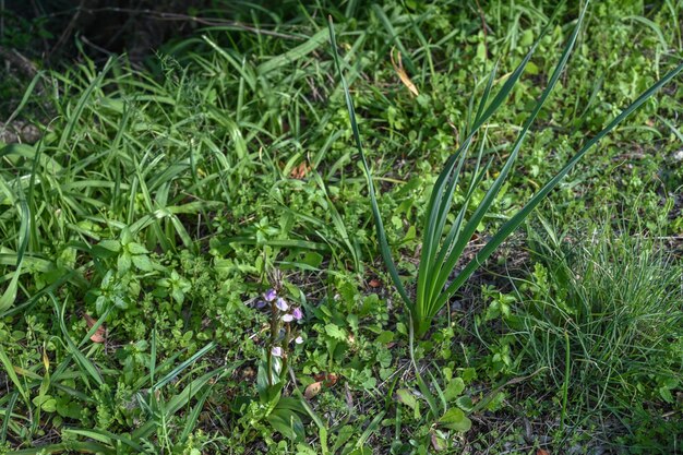 Orchideeën in de bergen van Cyprus in de winter