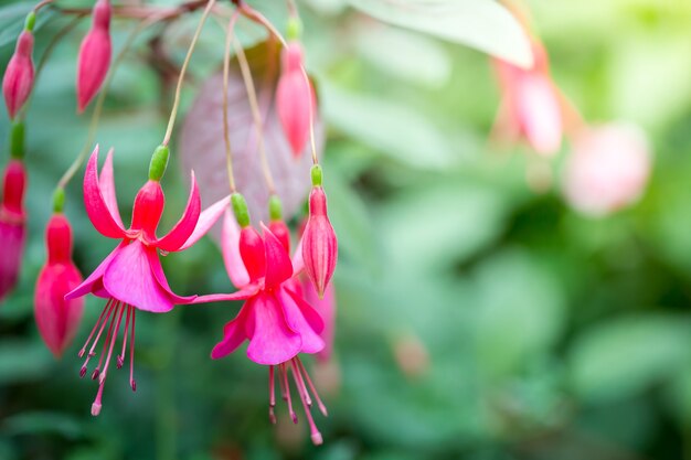 Orchideeën in de natuur Thailand, kopie ruimte.