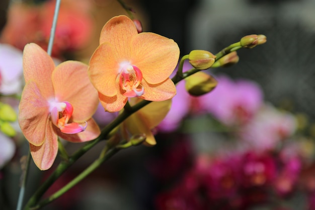 orchideeën lente bloemen achtergrond