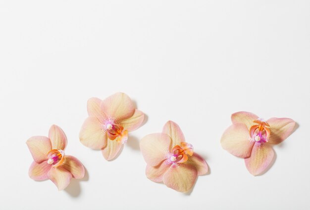 Orchideeën op witte achtergrond