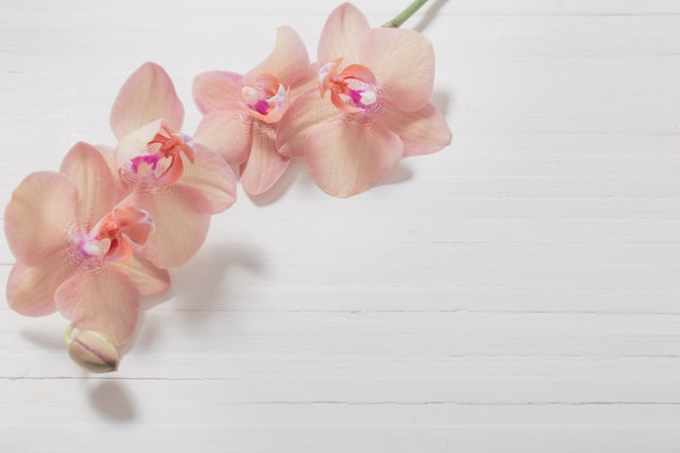 Orchideeën op witte houten muur