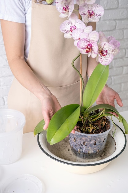 Foto orchideeën planten verplanten thuis tuinieren fokken van orchideeën