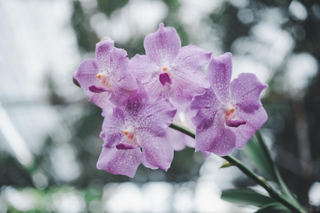 Orchideeën, prachtige bloemen die in de lente bloeien, sieren de schoonheid van de natuur