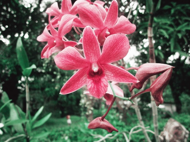 Orchideeën Roze Bloem Bloemen Natuur