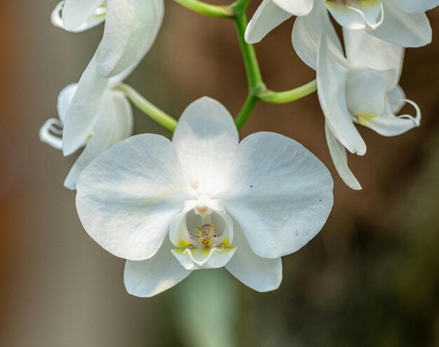 Foto orchideeën zijn werkelijk fascinerende bloemen