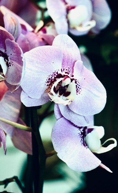 Orchideeën zijn werkelijk fascinerende bloemen