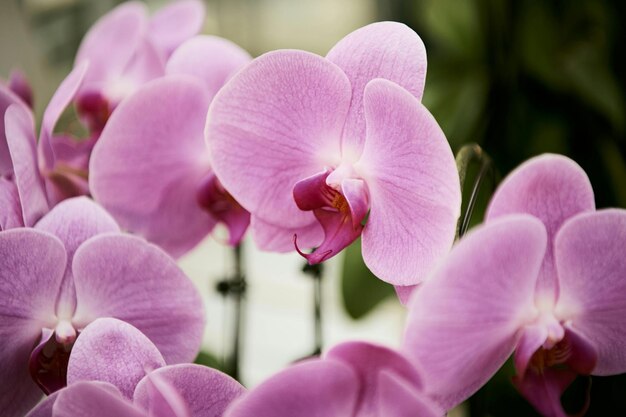 Orchideeën zijn werkelijk fascinerende bloemen