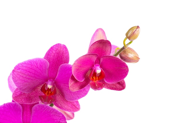 orchideeën