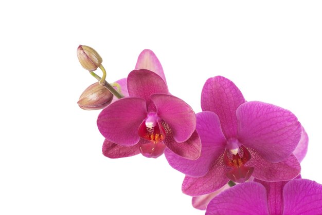 orchideeën