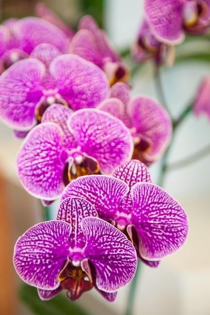 Orchideeën.