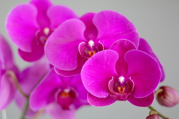 Orchideeroze, close-up hoekaanzicht