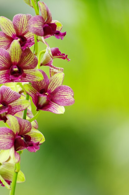 Orchidin de natuur