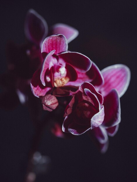 Photo orchids are truly fascinating flowers