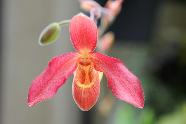 Orchids are truly fascinating flowers