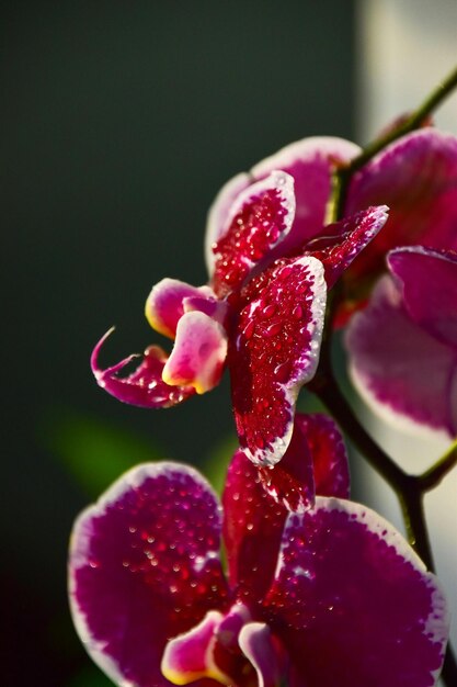 Orchids are truly fascinating flowers