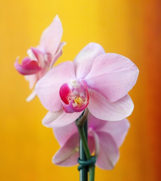 Orchids are truly fascinating flowers