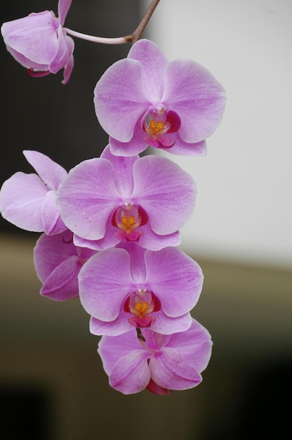 Photo orchids are truly fascinating flowers