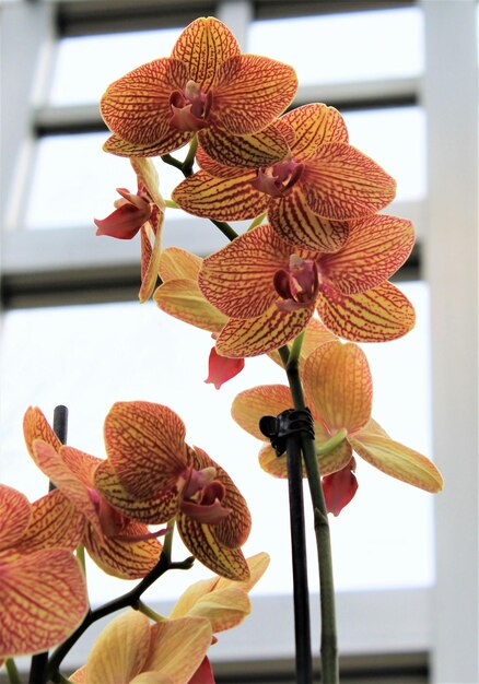 Orchids are truly fascinating flowers