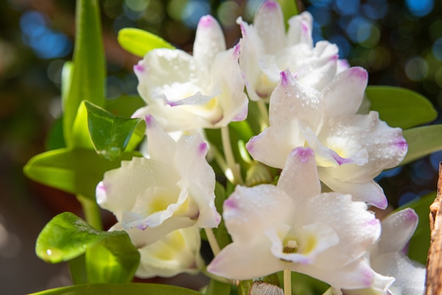 Orchids, beautiful orchids found on trees in squares and parks, selective focus.