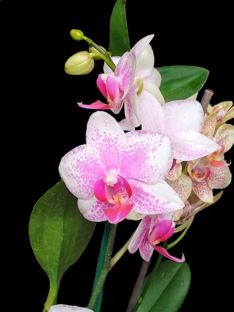 orchids black background 1