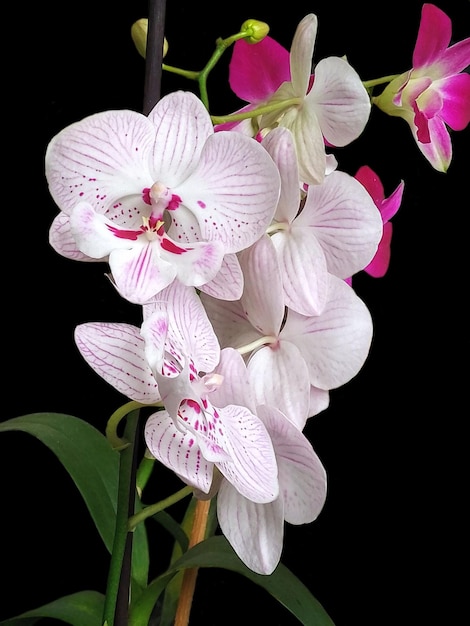 orchids black background 1