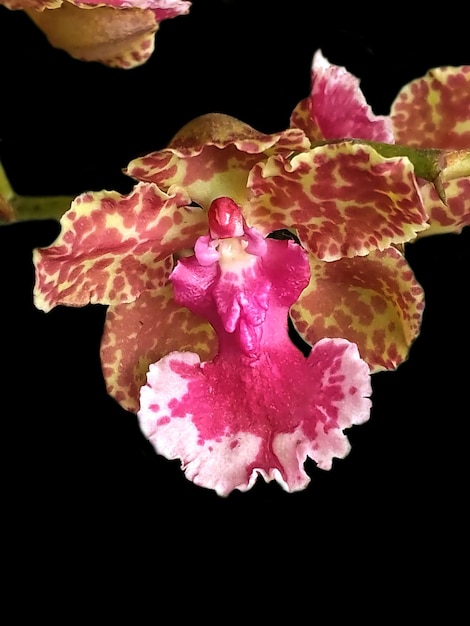 Foto orchidee sfondo nero 1