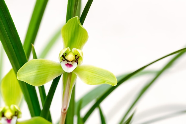 Le orchidee fioriscono nel primo piano primaverile del cymbidium goeringii