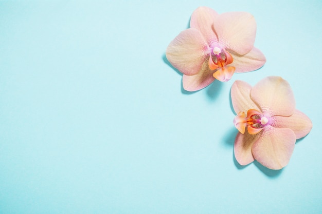 Orchids on blue background