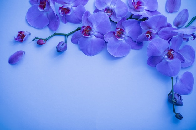 Orchids on blue background