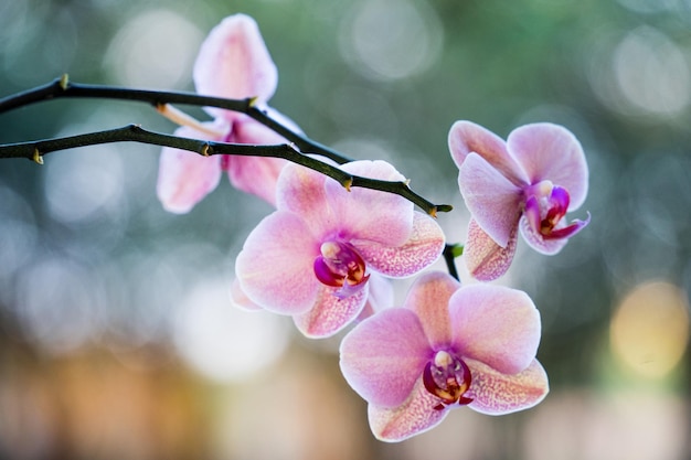 Orchids on a branch with a blurred background