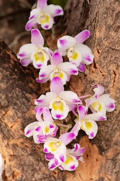 Orchids details of wonderful orchids seen through a macro lens selective focus