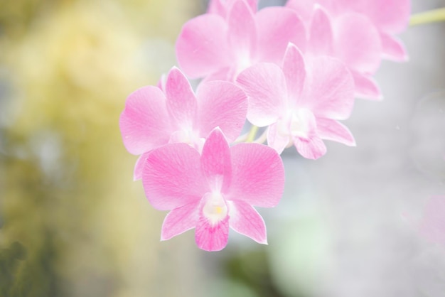 Foto le orchidee fioriscono sullo sfondo verde sfocato
