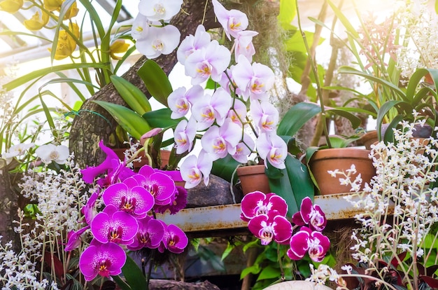 Orchids flower in clay pots in a tropical wet forest.