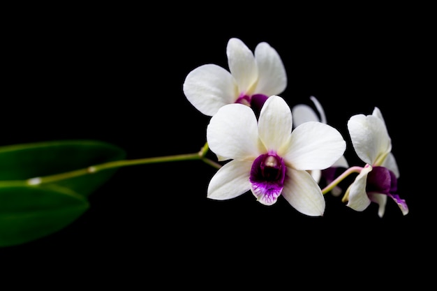 Orchids in the garden have a black background.